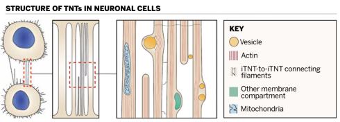 Diagram cap2