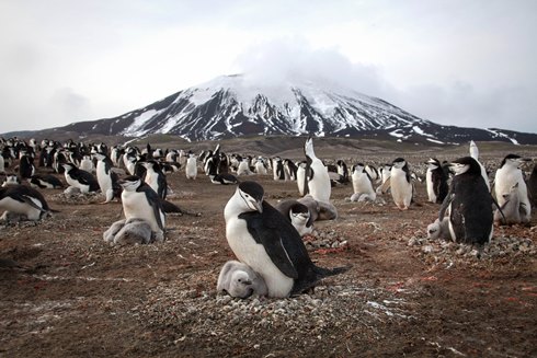 Eliz White pinguinos