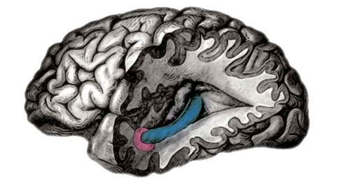 Entorhinal Cortex hippocampus