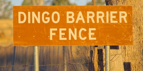 Fences dingo incopy