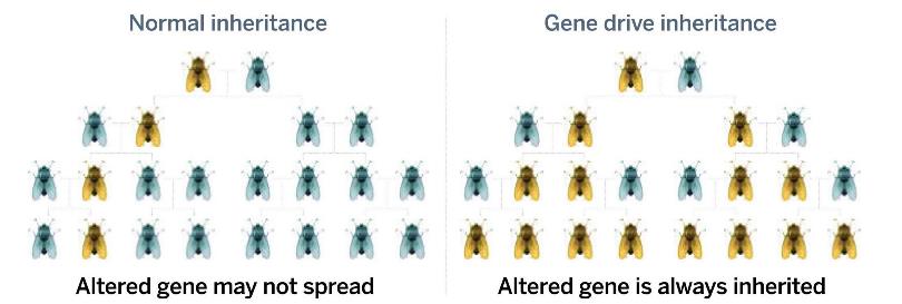 GENE DRIVE DIAGRAM part2