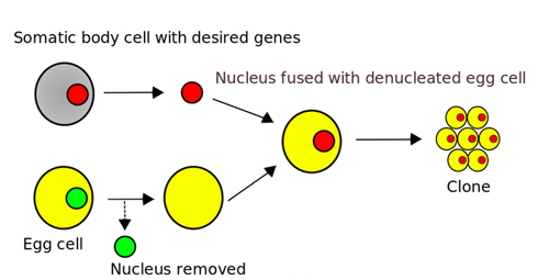 Incorrect diagram