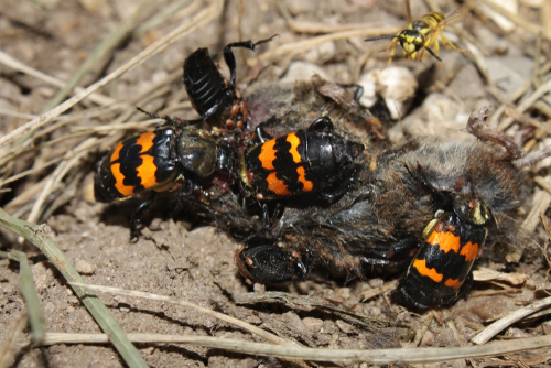 Burying beetle