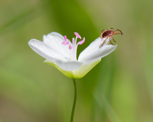 Lone star tick flower