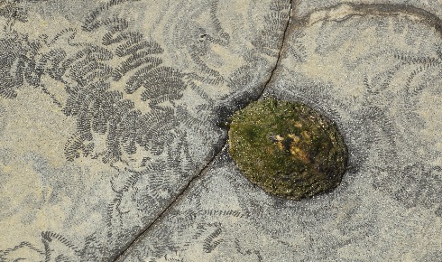 common limpet tracks trewhella