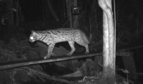 Leopard Cat incopy