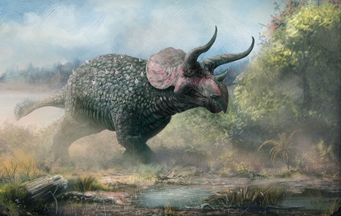 MW Triceratops shingleback thumb