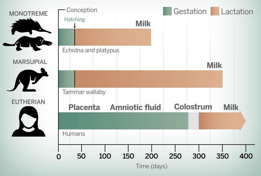 Marsupial diagram new