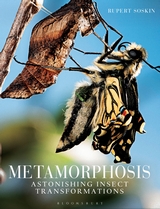 Metamorphosis Astonishing insect transformations