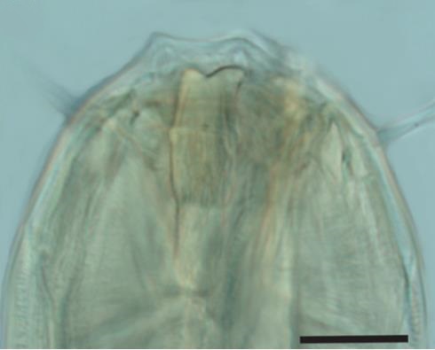 Nematode Fig2