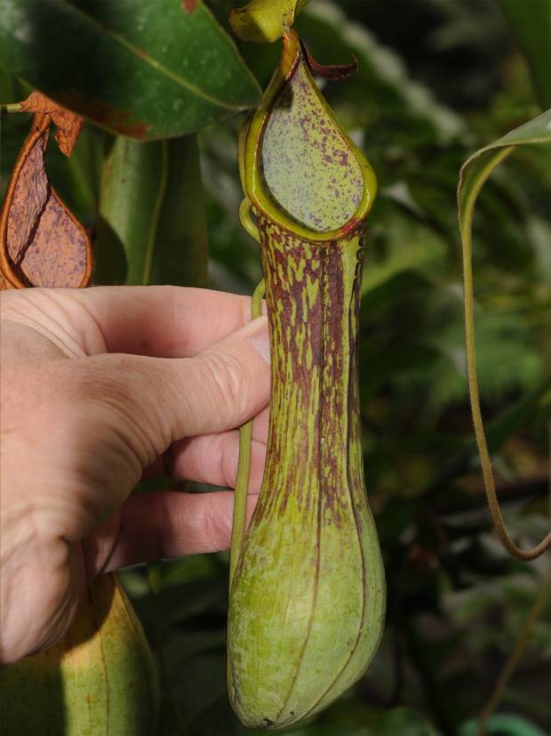 Nepenthes Zygon Long