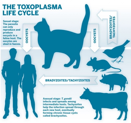 Toxoplazmózis tünetei és kezelése