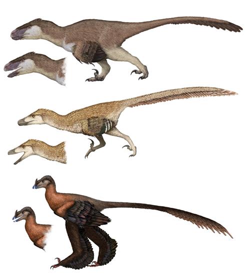 Utahraptor Velociraptor Zhongjianosaurus thumb