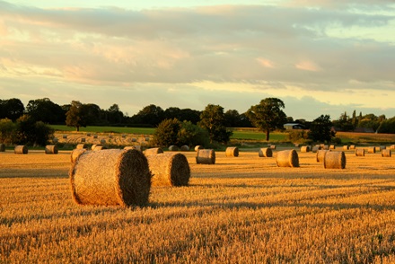 Agroecology 