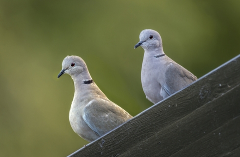 invasive collared dove