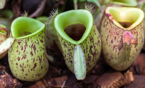Nepenthes