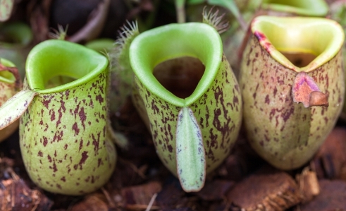 Nepenthes 