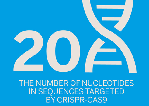 nucleotides