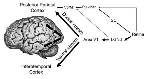 vision fig3