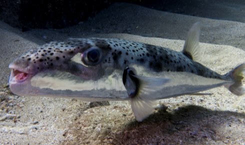 Suez Lagocephalus sceleratus O Klein