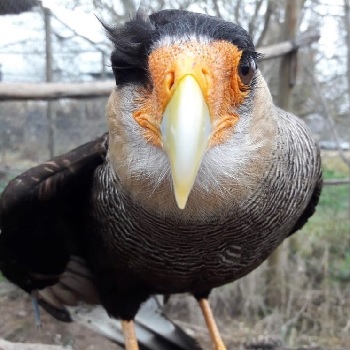 biologist on a bike condor