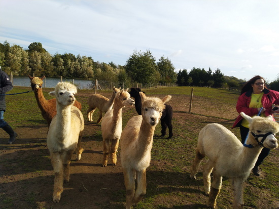 Alpacas in he field