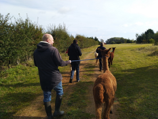 Alpaca walking