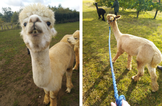 Alpaca walking