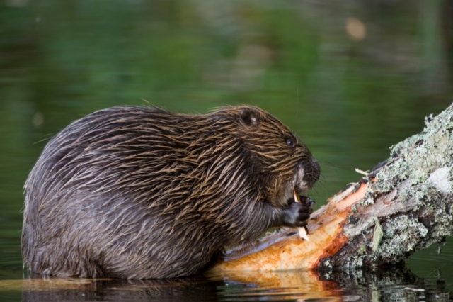 Beaver photo