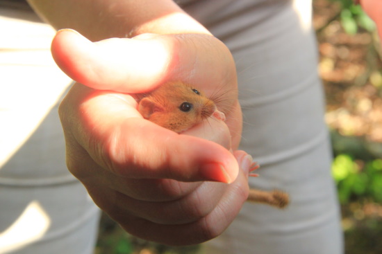 Dormouse