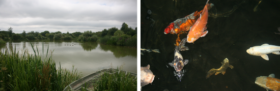 Fishery facilities at Sparsholt College