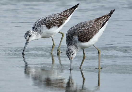 Greenshanks