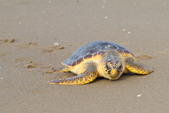 Loggerhead turtle