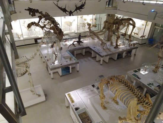 Museum of Zoology