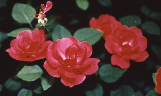 Rose blackberry hybrid web