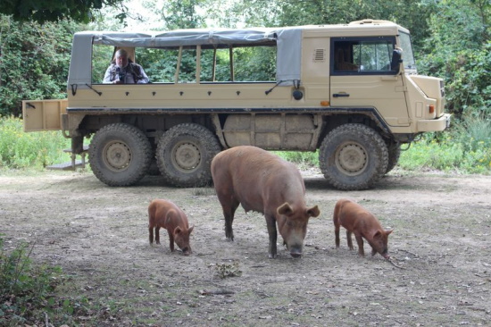 Tamworth pigs