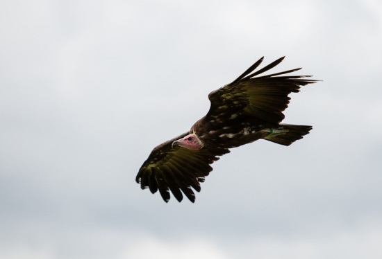 Vulture