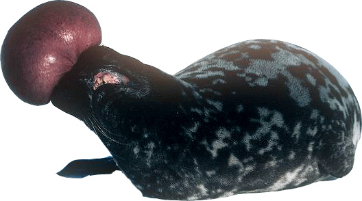 hooded-seal