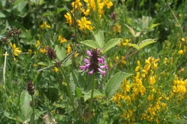 small species rich meadow on Beech estate