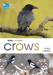 crows