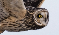 owl-icon