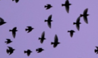 starling icon