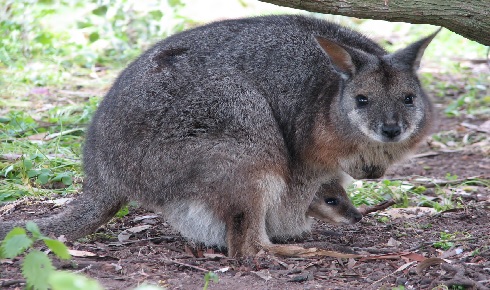 marsupial milk wallaby joey