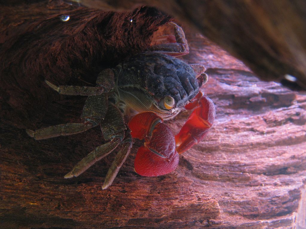 1024px Red clawed crab