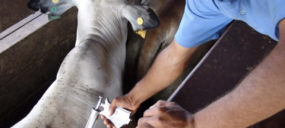 Lessons from animal coronaviruses Lessons from animal coronaviruses