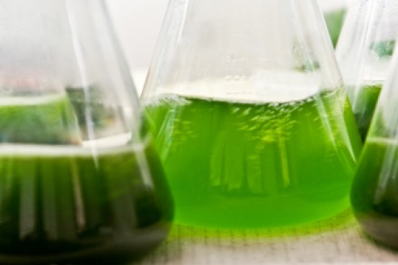 Algal biofuels
