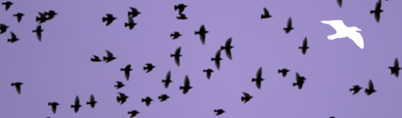 Starling Murmuration Survey