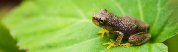 frog on a leave