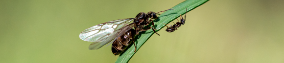 Flying Ant Day