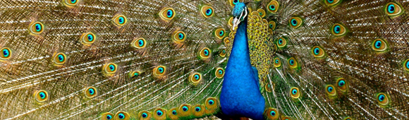 peacock